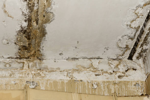 Best Water damage cleanup near me  in Morehead, KY
