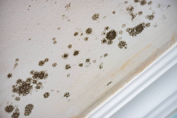 Morehead, KY Water damage restoration Company