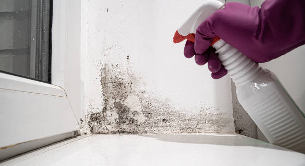Best Flood damage cleanup  in Morehead, KY